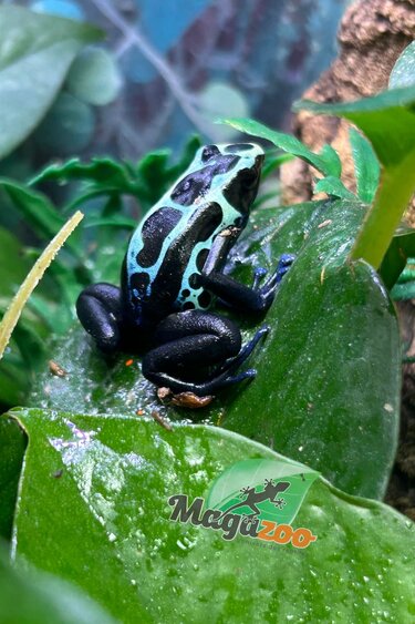 Magazoo True Sipaliwini Poison Dart frog ''Green Sipaliwini''