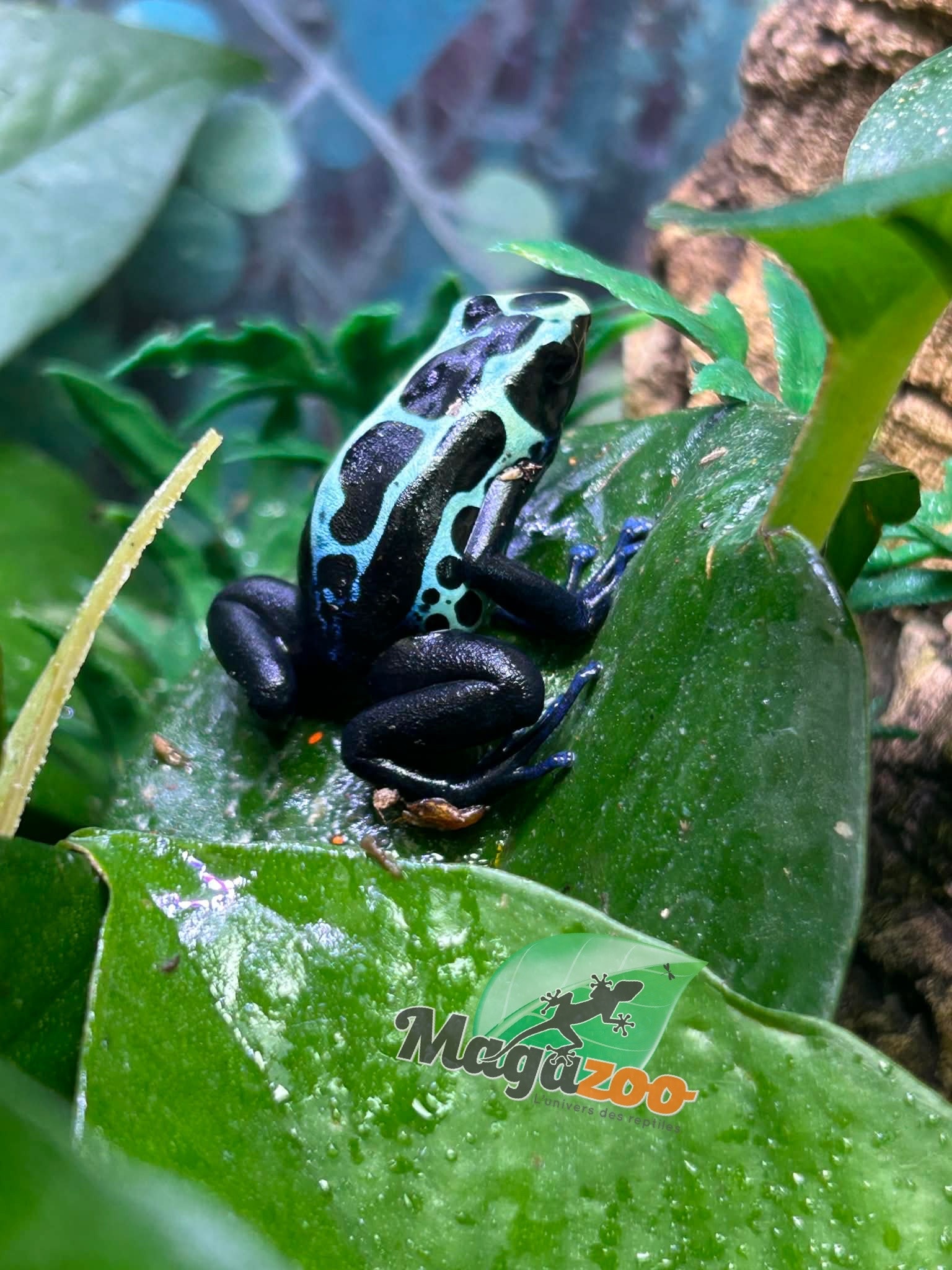 Magazoo True Sipaliwini Poison Dart frog ''Green Sipaliwini''