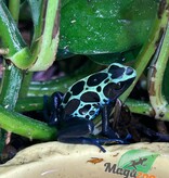 Magazoo True Sipaliwini Poison Dart frog ''Green Sipaliwini''