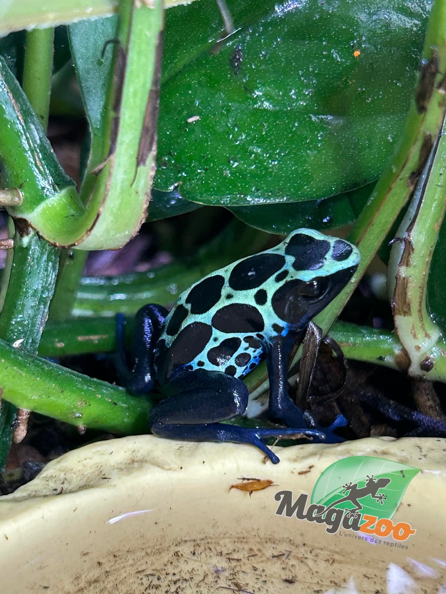 Magazoo Grenouille Dendrobates tinctorius ''Green Sipaliwini''