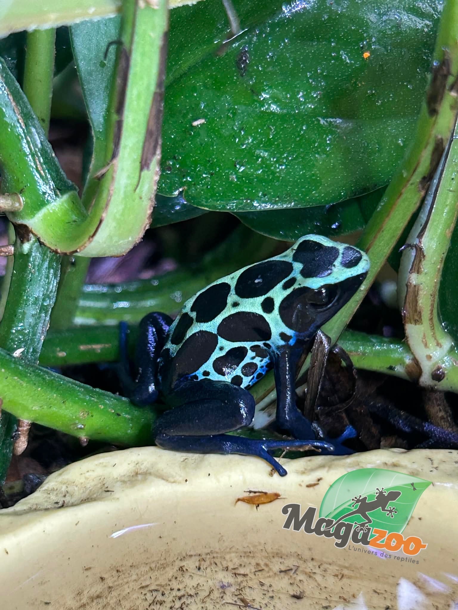Magazoo True Sipaliwini Poison Dart frog ''Green Sipaliwini''