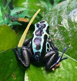 Magazoo True Sipaliwini Poison Dart frog ''Green Sipaliwini''