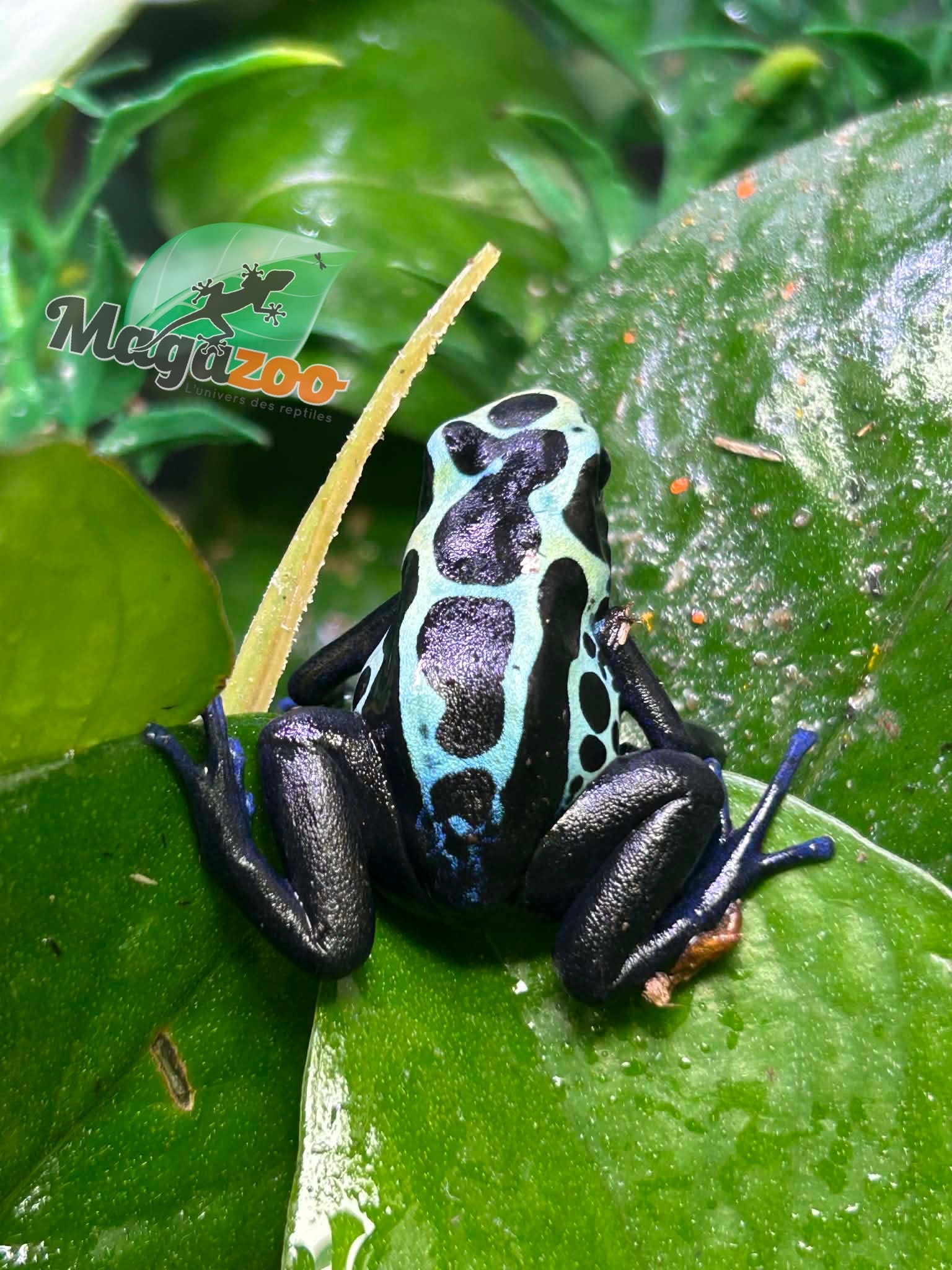 Magazoo True Sipaliwini Poison Dart frog ''Green Sipaliwini''