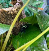 Magazoo True Sipaliwini Poison Dart frog ''Green Sipaliwini''