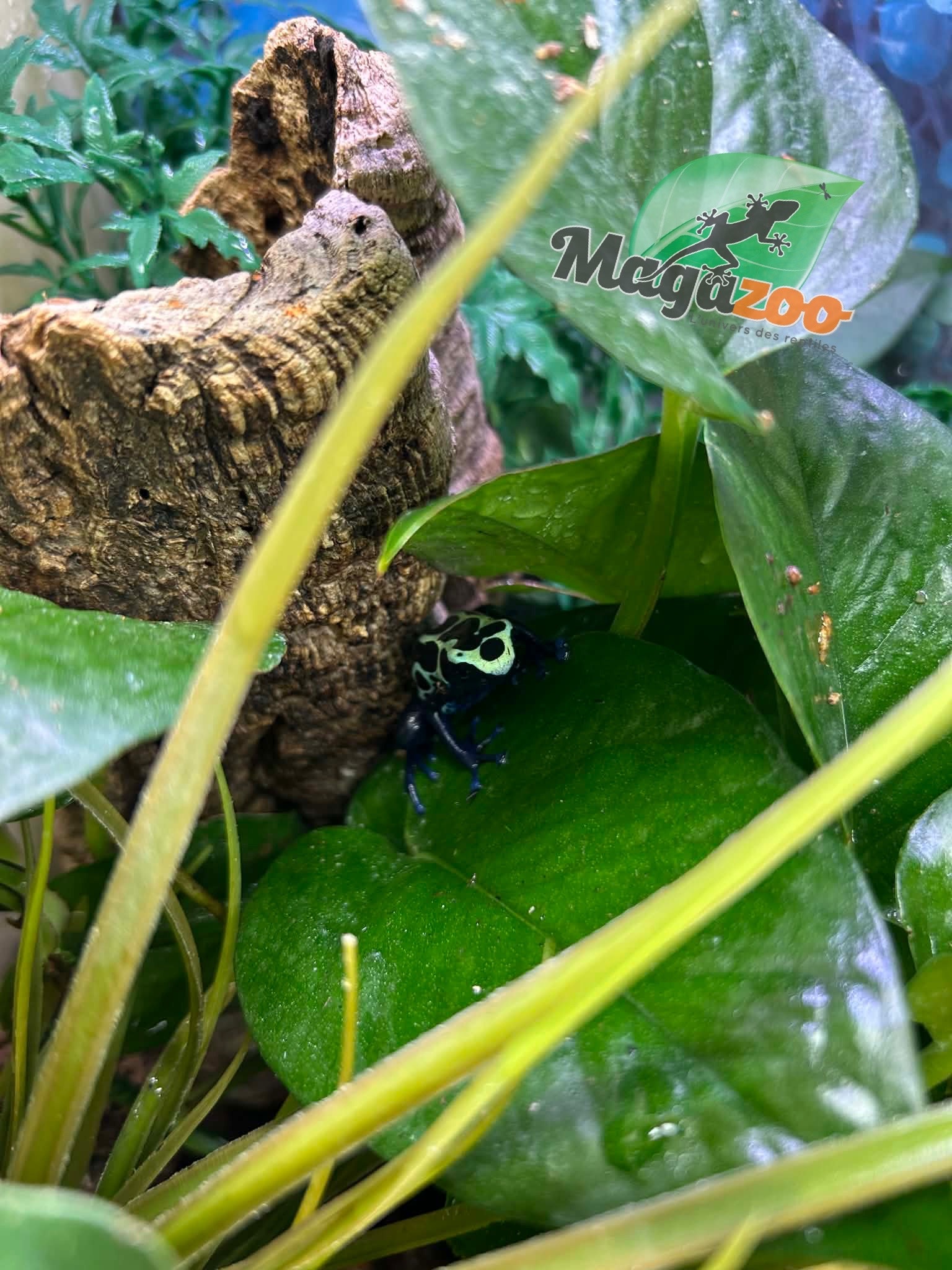 Magazoo True Sipaliwini Poison Dart frog ''Green Sipaliwini''