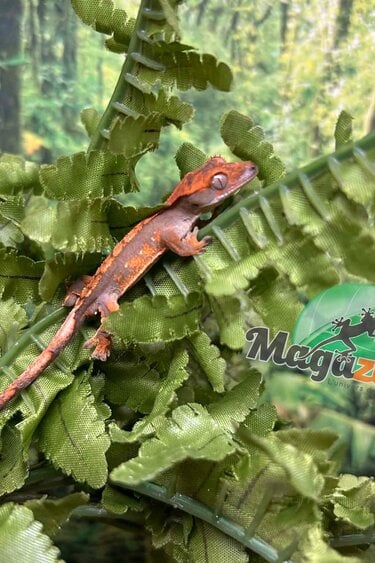 Magazoo Baby Harlequin Crested gecko