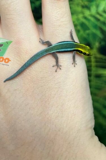Magazoo Baby Neon day gecko Captive Born (May 10, 2026)