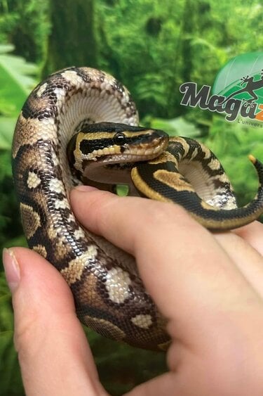 Magazoo Python royal YellowBelly (het. Hypo)(50% het. pied) Bébé #2 (14 Mai 2026)