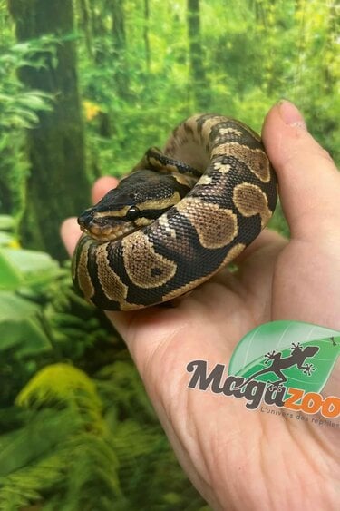 Magazoo Baby YellowBelly (het. Hypo)(50% het. pied) Bal Python #3 (May 14, 2026)