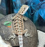 Magazoo Dragon barbu Bébé Femelle #12