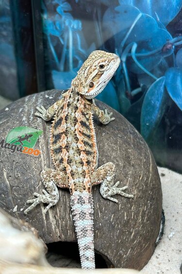 Magazoo Baby Female Bearded dragon #12