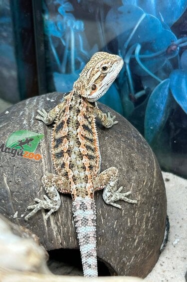Magazoo Dragon barbu Bébé Femelle #12