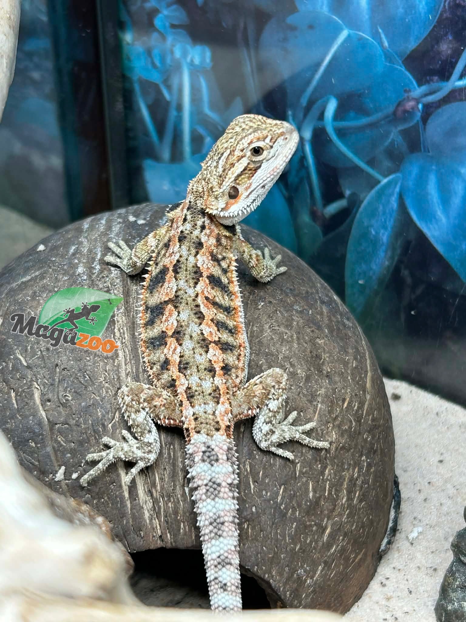 Magazoo Baby Female Bearded dragon #12