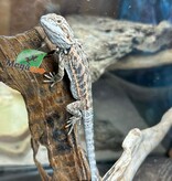 Magazoo Dragon barbu Bébé Femelle #12