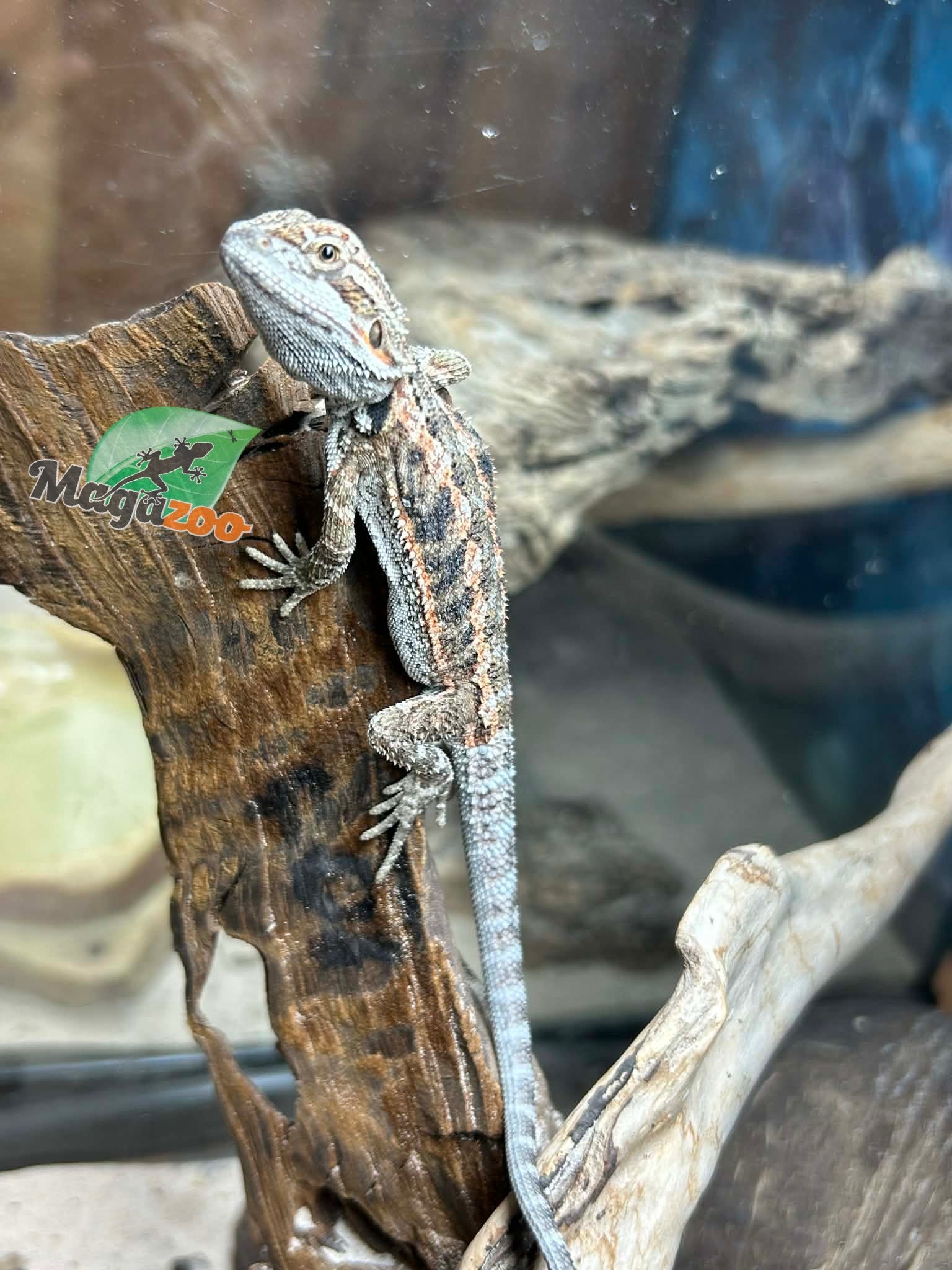 Magazoo Dragon barbu Bébé Femelle #12