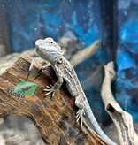 Magazoo Baby Female Bearded dragon #12
