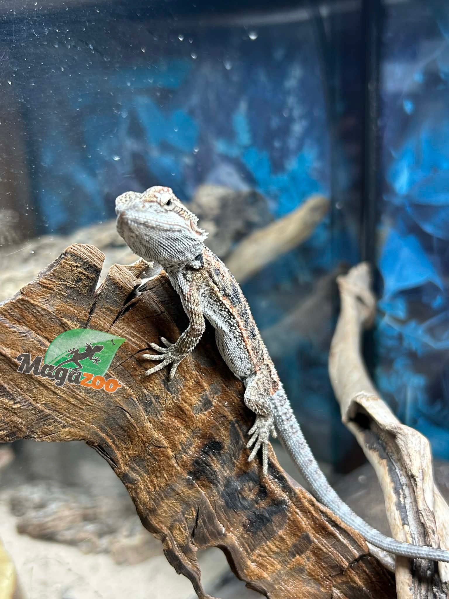 Magazoo Dragon barbu Bébé Femelle #12