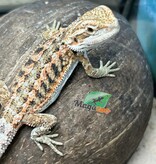 Magazoo Baby Female Bearded dragon #12