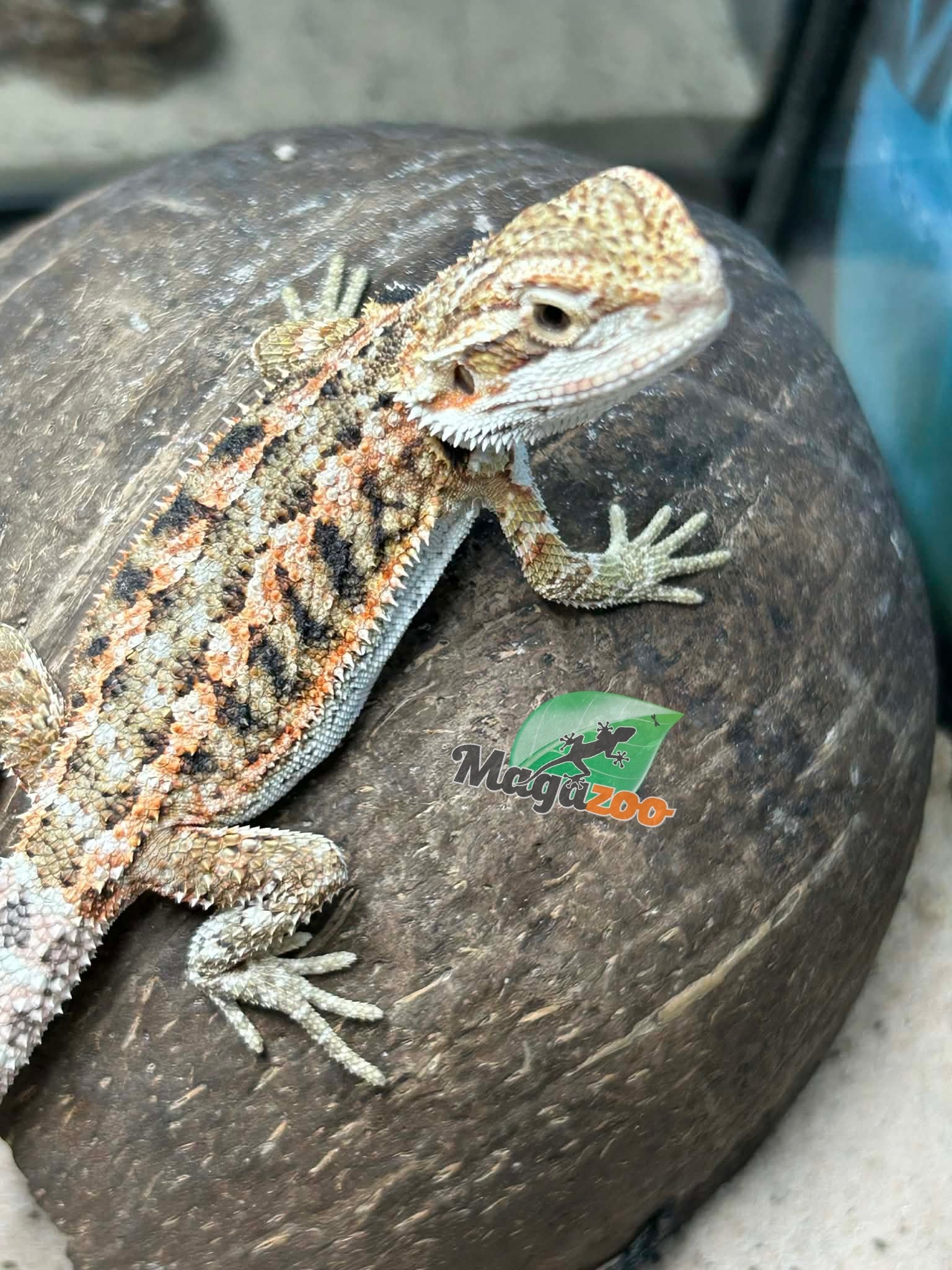 Magazoo Dragon barbu Bébé Femelle #12