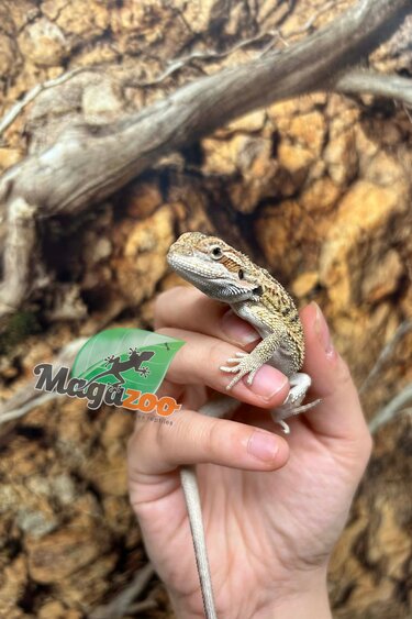 Magazoo Baby Male Bearded dragon #11
