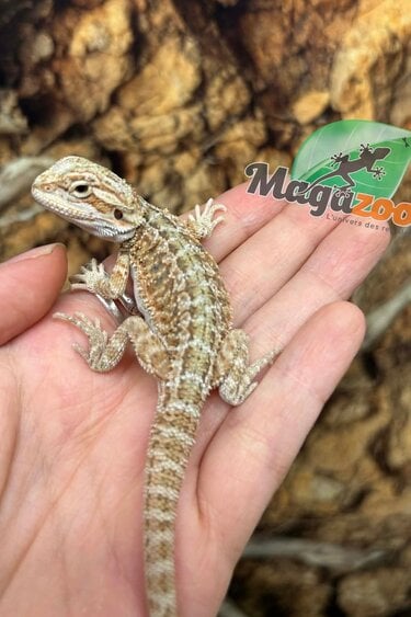 Magazoo Dragon barbu Hypo Bébé Mâle #10