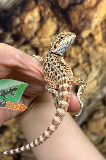 Magazoo Dragon barbu Bébé Mâle #8