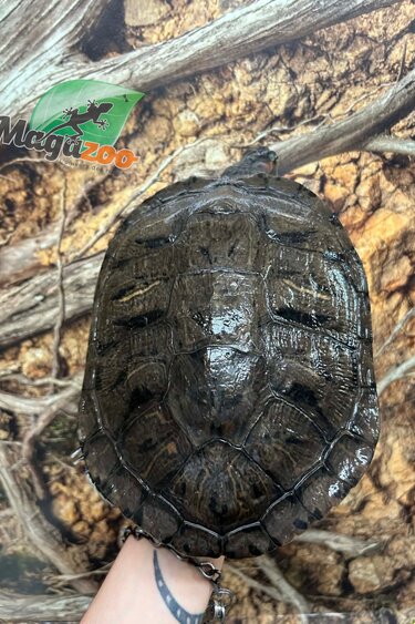 Magazoo Tortue à oreilles rouges Adulte Femelle  (8 pouces) /  Adoption - 2ième chance
