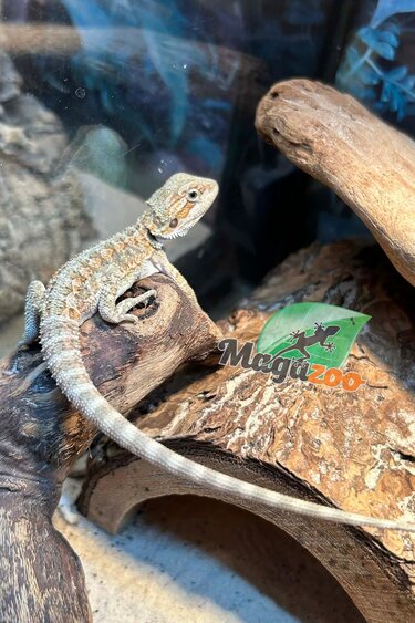 Magazoo Baby Male Hypo Bearded dragon #7