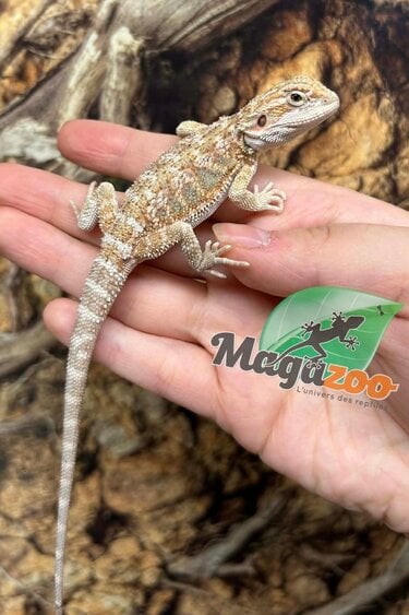 Magazoo Dragon barbu Hypo Bébé Femelle #6