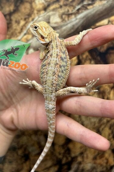 Magazoo Dragon barbu Hypo Bébé Mâle #5