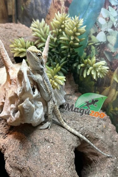 Magazoo Dragon barbu Hypo Bébé Mâle #2