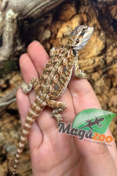 Magazoo Dragon barbu Bébé Mâle #3