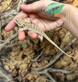 Magazoo Baby Male Bearded dragon #1