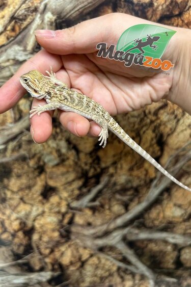 Magazoo Baby Male Bearded dragon #1