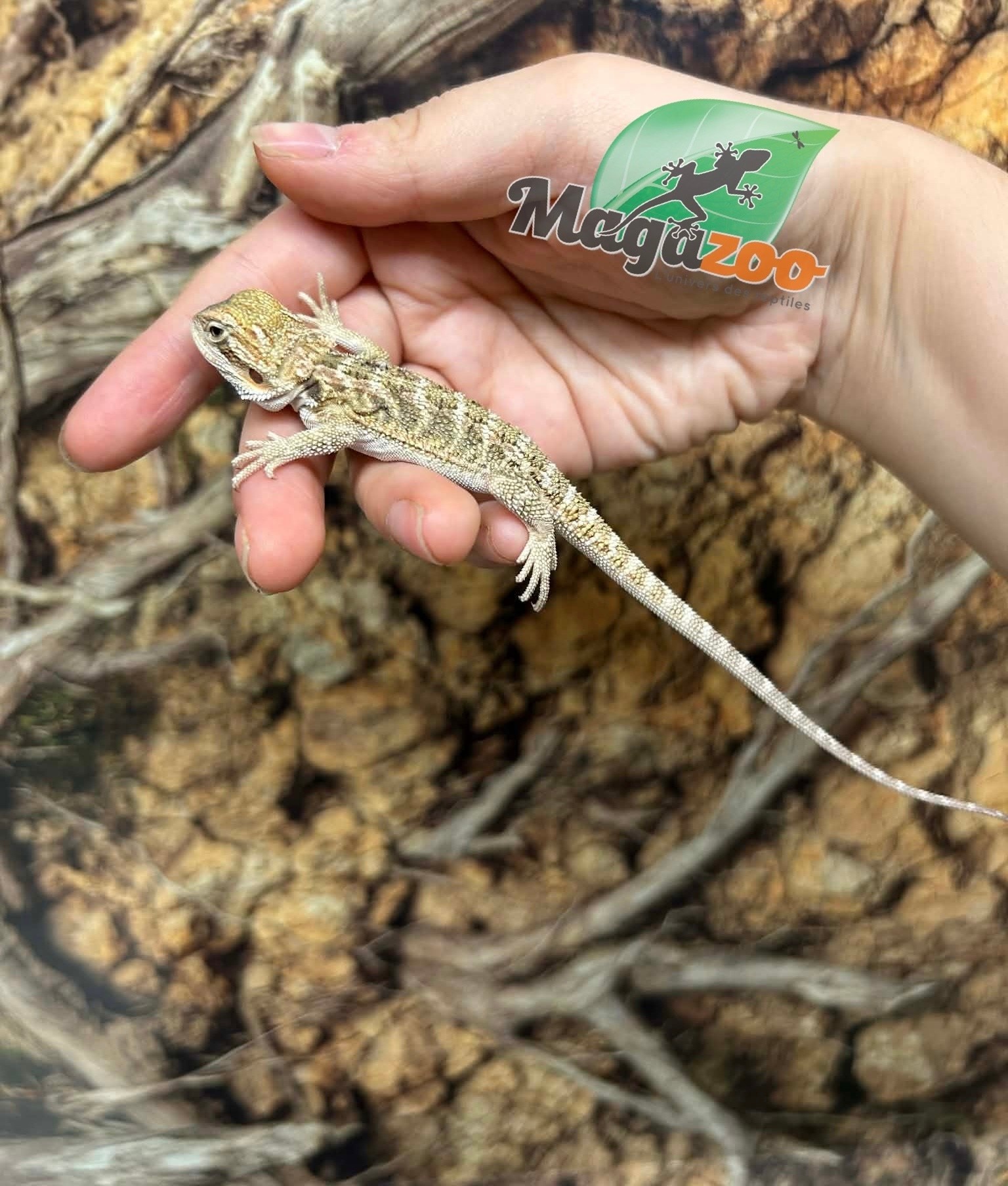 Magazoo Baby Male Bearded dragon #1