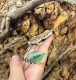 Magazoo Dragon barbu Bébé Mâle #1