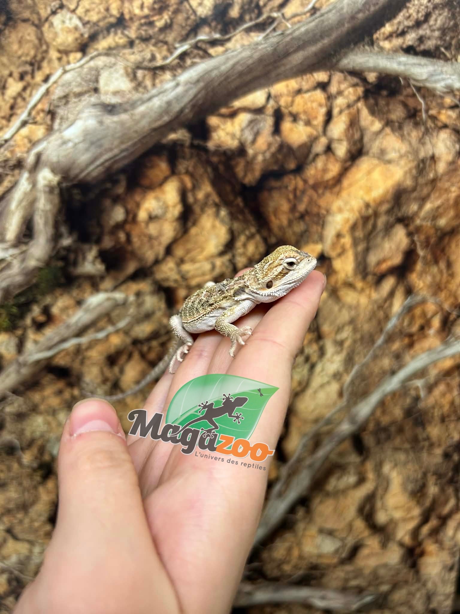 Magazoo Baby Male Bearded dragon #1