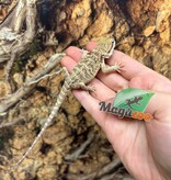 Magazoo Baby Male Bearded dragon #1