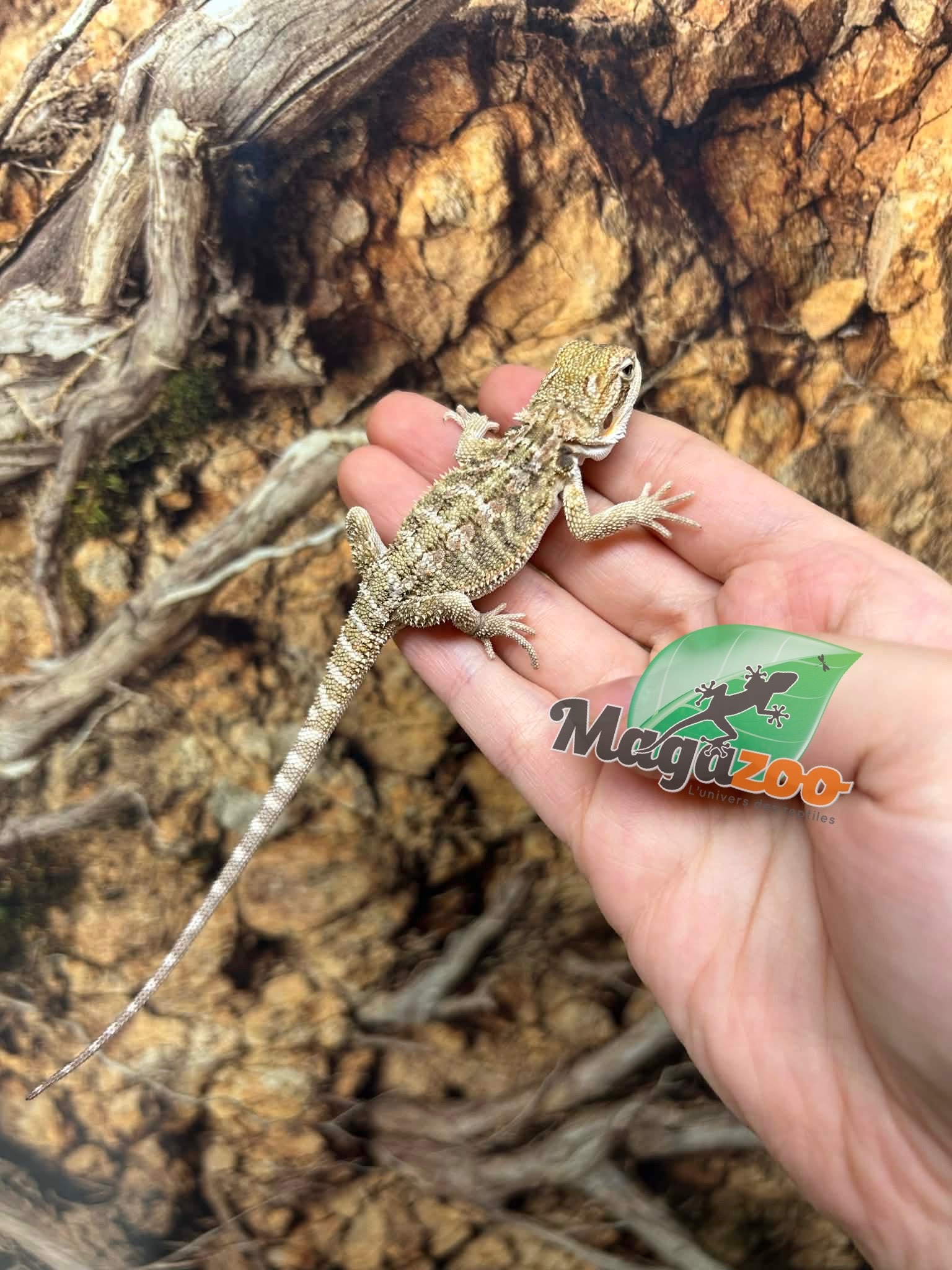 Magazoo Baby Male Bearded dragon #1