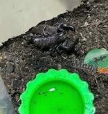 Magazoo Baby Emperor scorpion CB