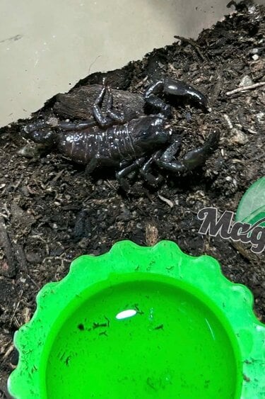 Magazoo Scorpion empereur Bébé CB