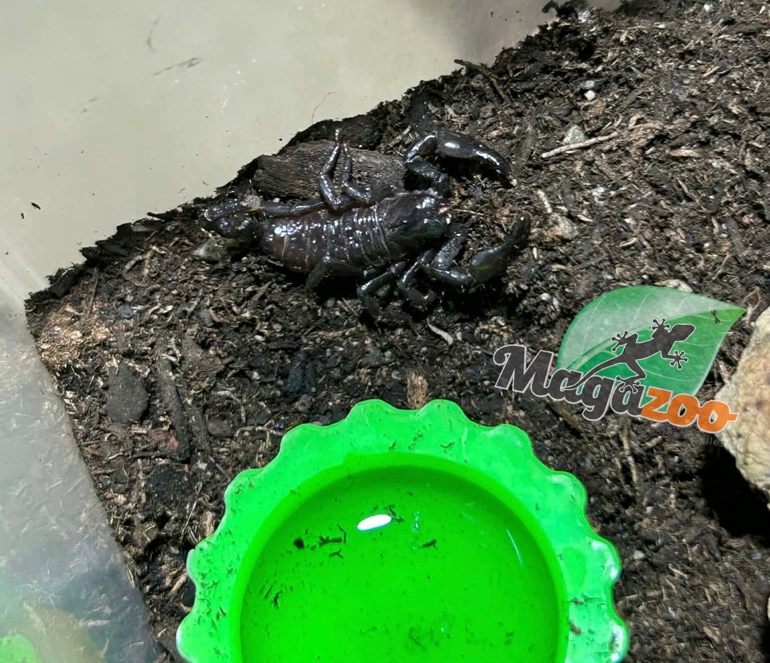 Magazoo Scorpion empereur Bébé CB