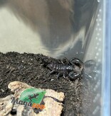 Magazoo Baby Emperor scorpion CB