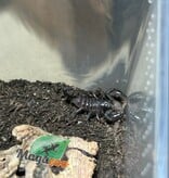 Magazoo Scorpion empereur Bébé CB