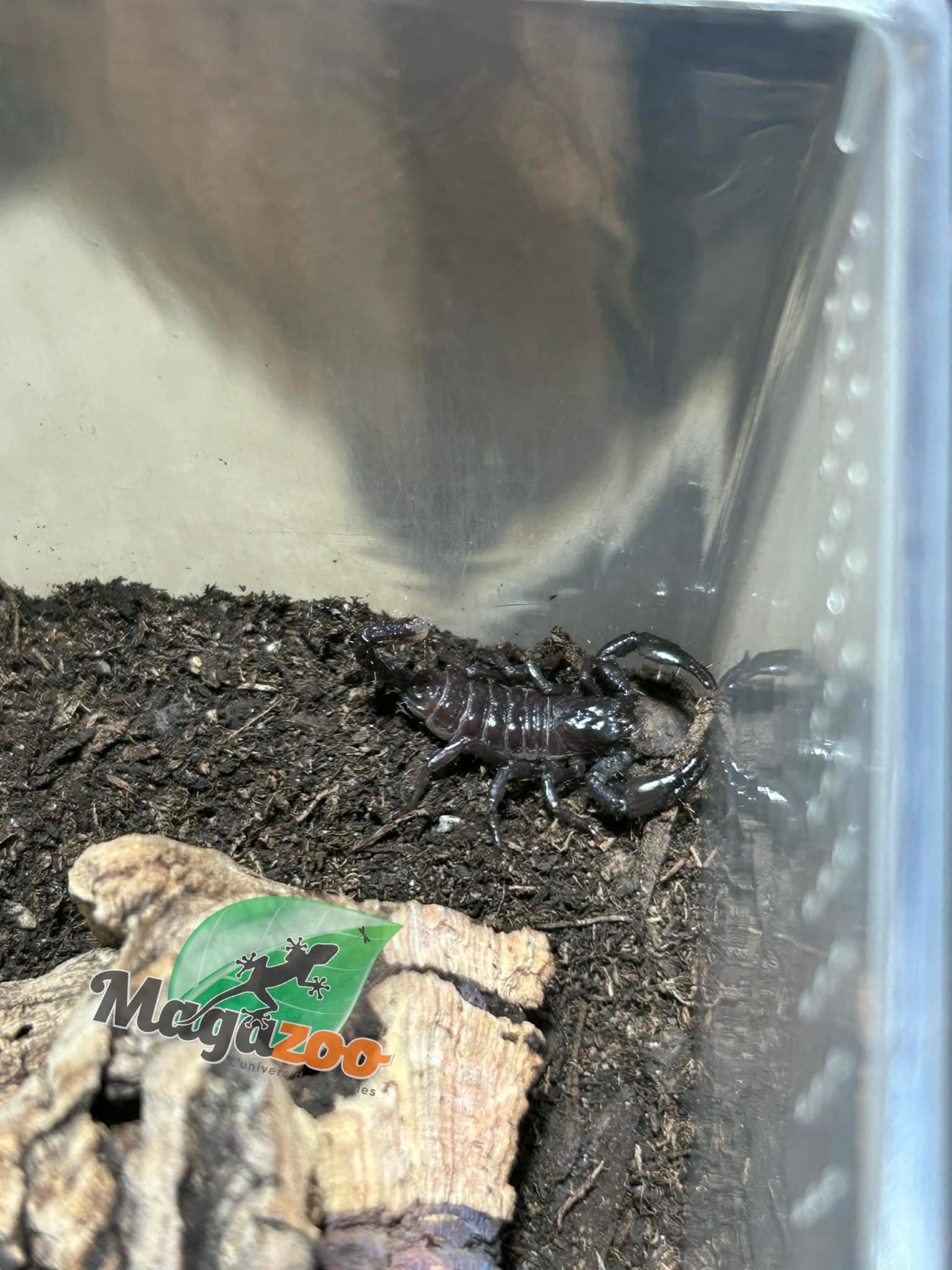 Magazoo Scorpion empereur Bébé CB