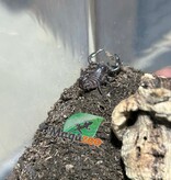Magazoo Baby Emperor scorpion CB