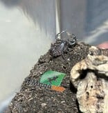 Magazoo Scorpion empereur Bébé CB