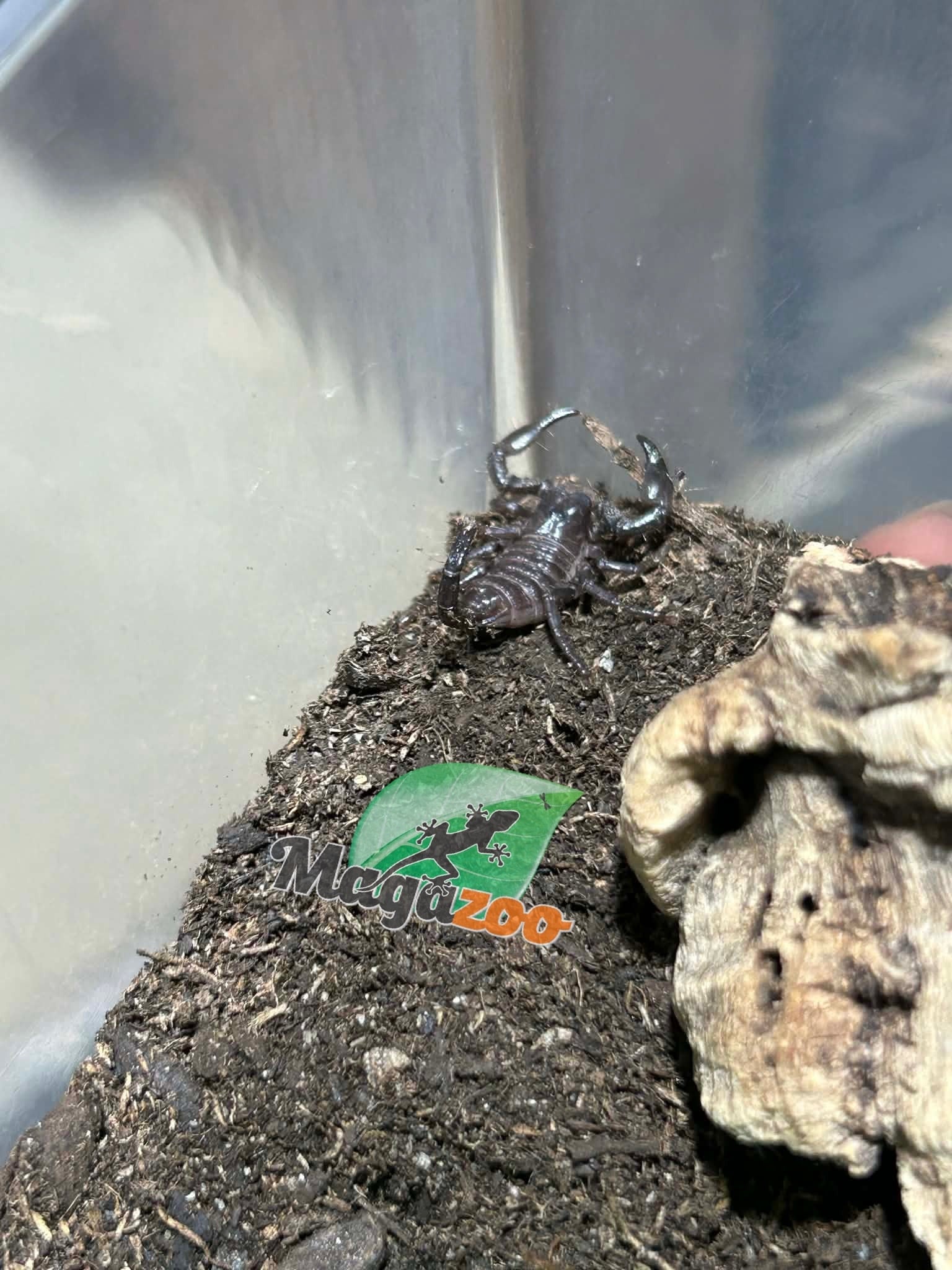 Magazoo Scorpion empereur Bébé CB