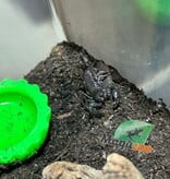 Magazoo Scorpion empereur Bébé CB