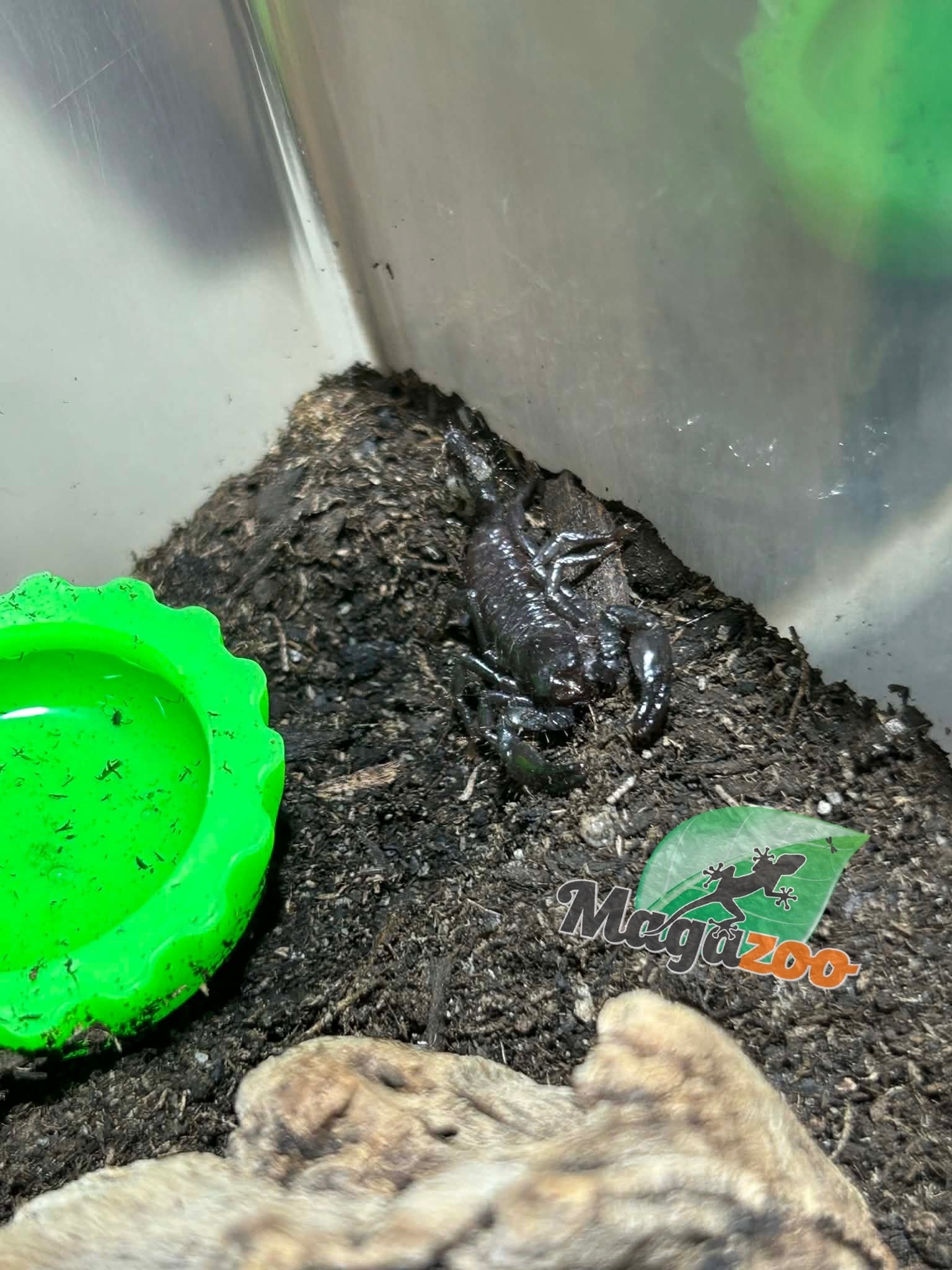 Magazoo Scorpion empereur Bébé CB
